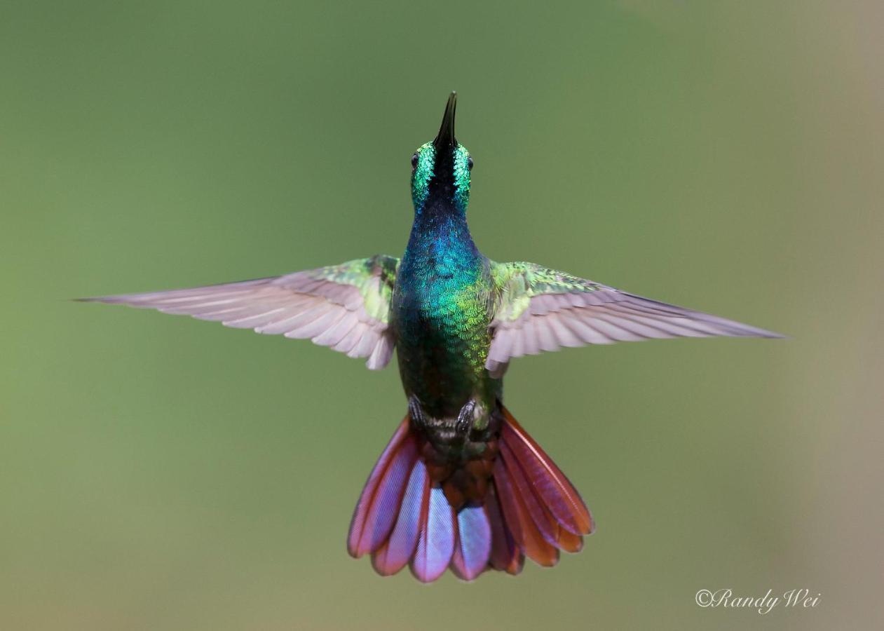 Arte De Plumas Birding Lodge Cartago Bagian luar foto