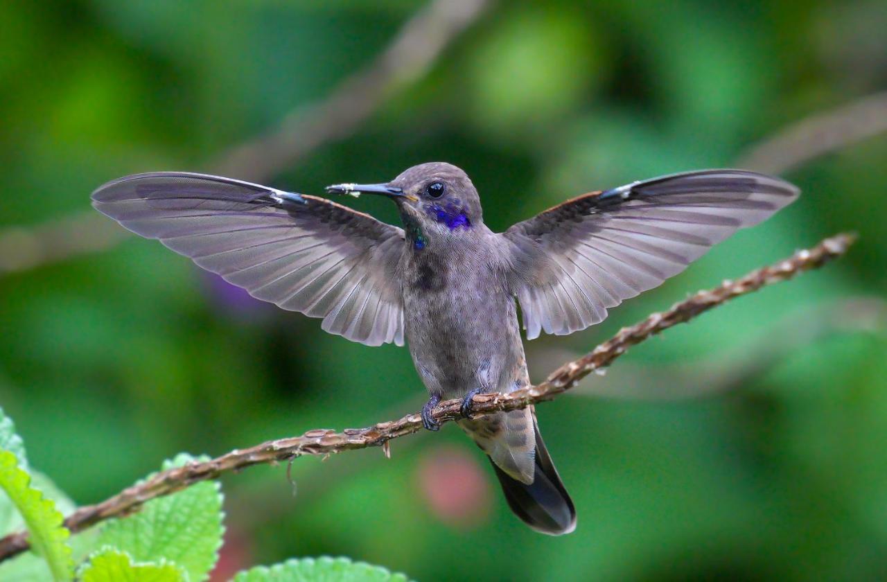 Arte De Plumas Birding Lodge Cartago Bagian luar foto