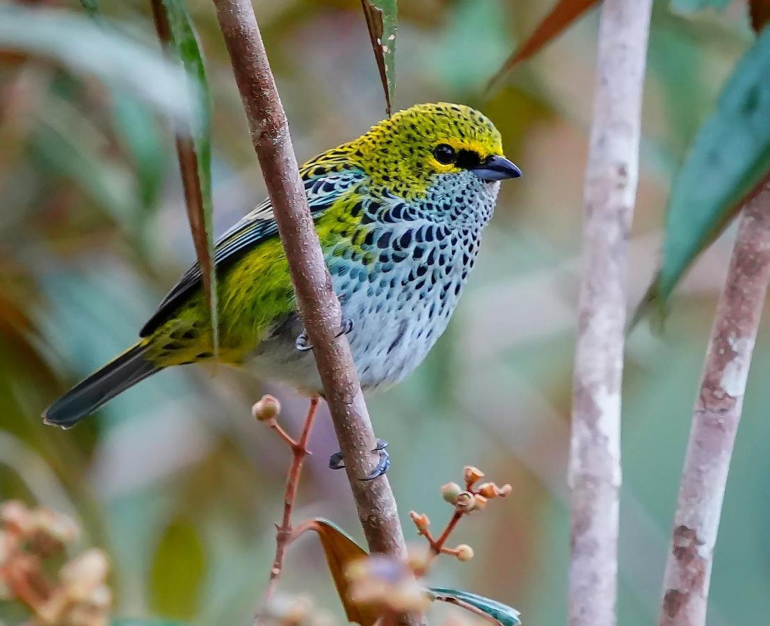 Arte De Plumas Birding Lodge Cartago Bagian luar foto