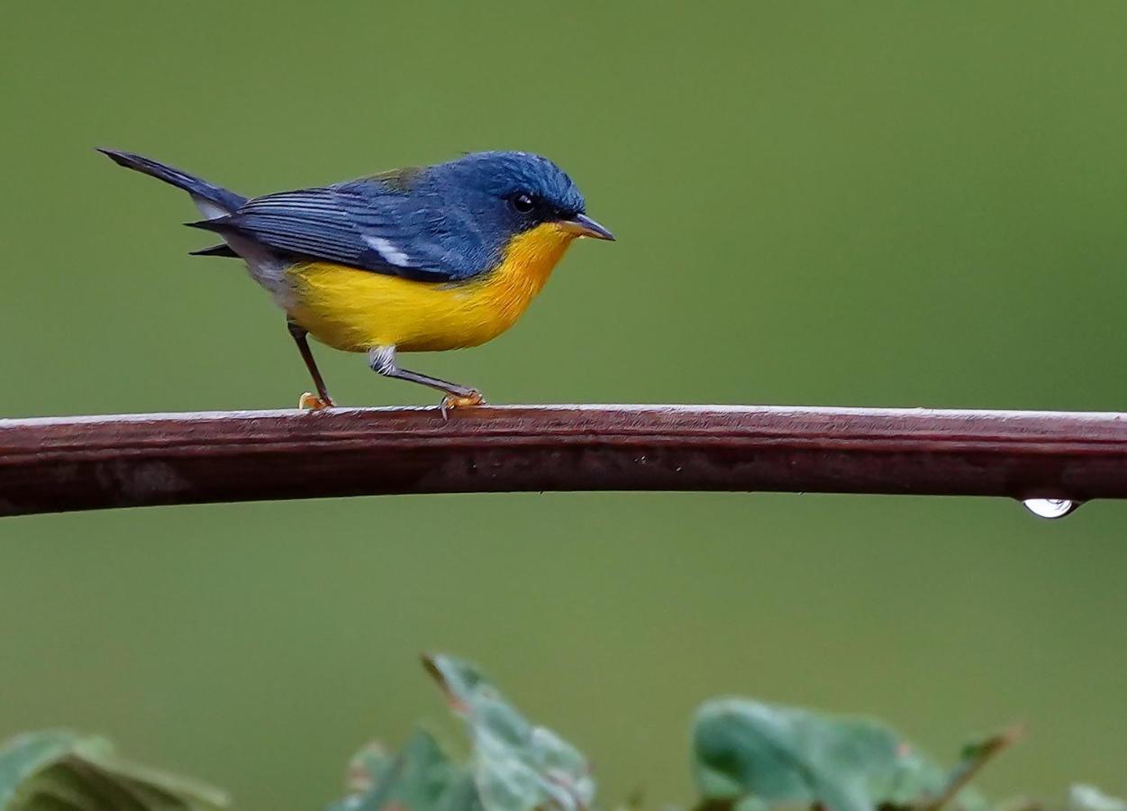 Arte De Plumas Birding Lodge Cartago Bagian luar foto