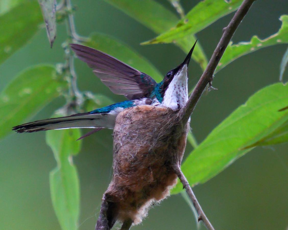 Arte De Plumas Birding Lodge Cartago Bagian luar foto