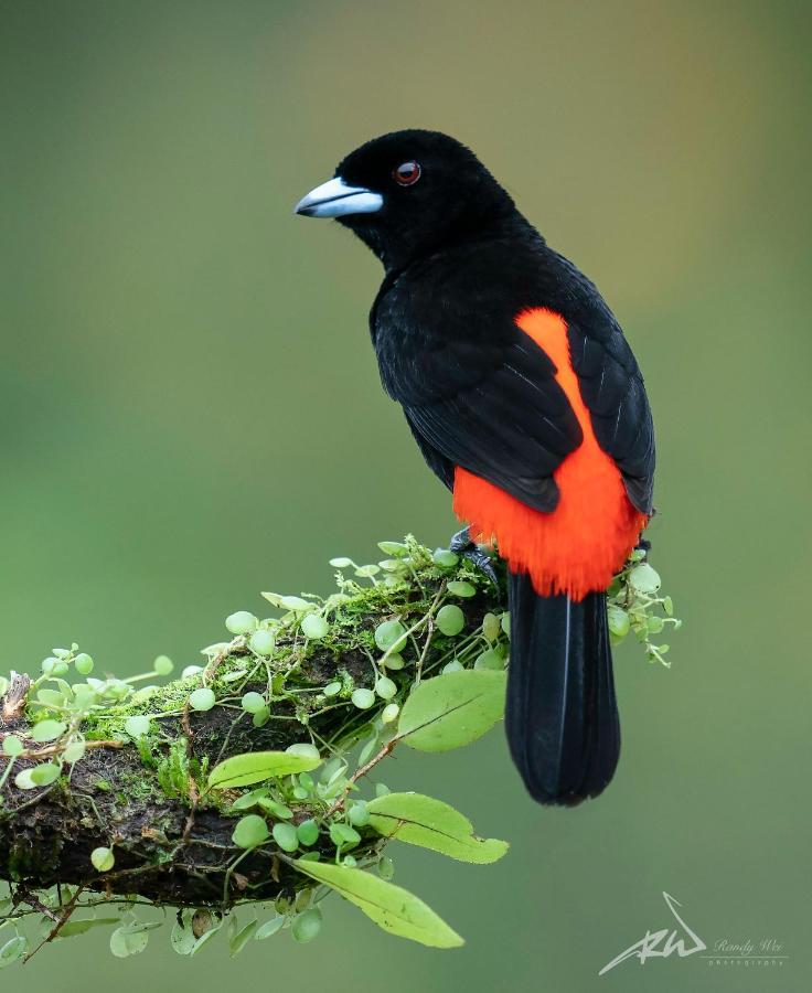 Arte De Plumas Birding Lodge Cartago Bagian luar foto