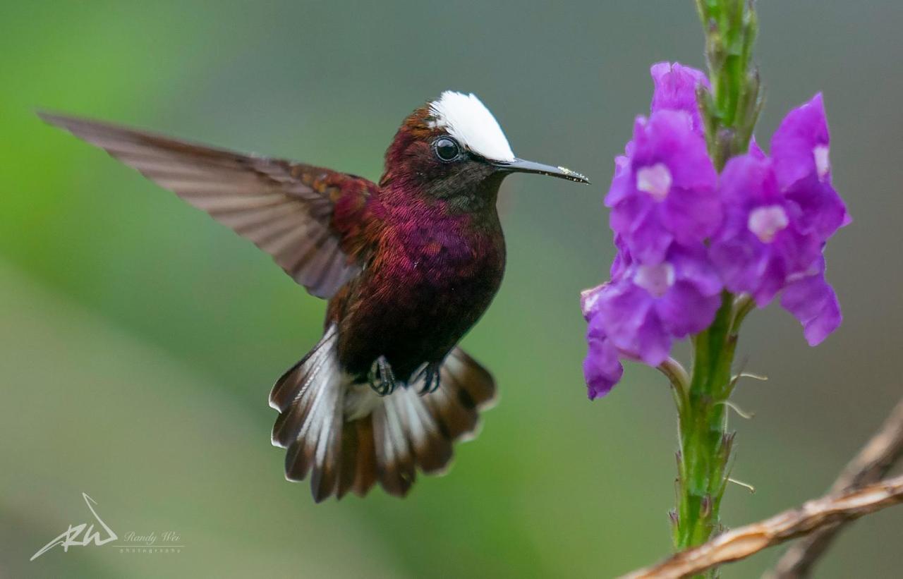 Arte De Plumas Birding Lodge Cartago Bagian luar foto