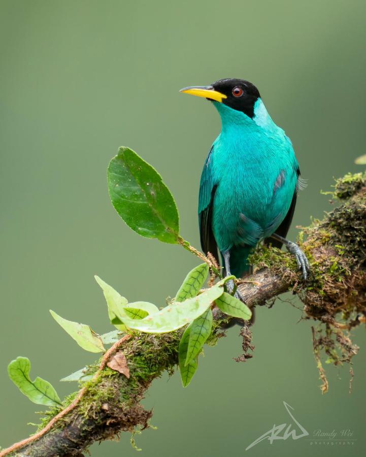 Arte De Plumas Birding Lodge Cartago Bagian luar foto