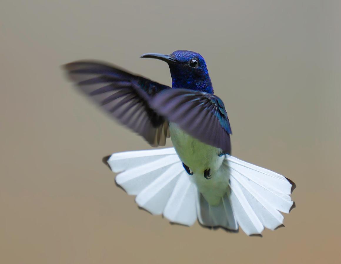 Arte De Plumas Birding Lodge Cartago Bagian luar foto