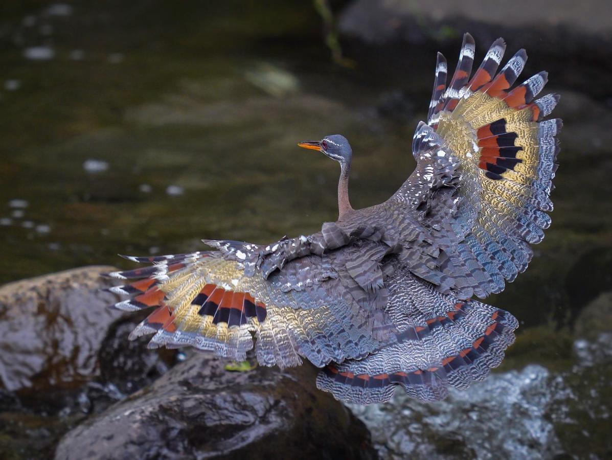 Arte De Plumas Birding Lodge Cartago Bagian luar foto