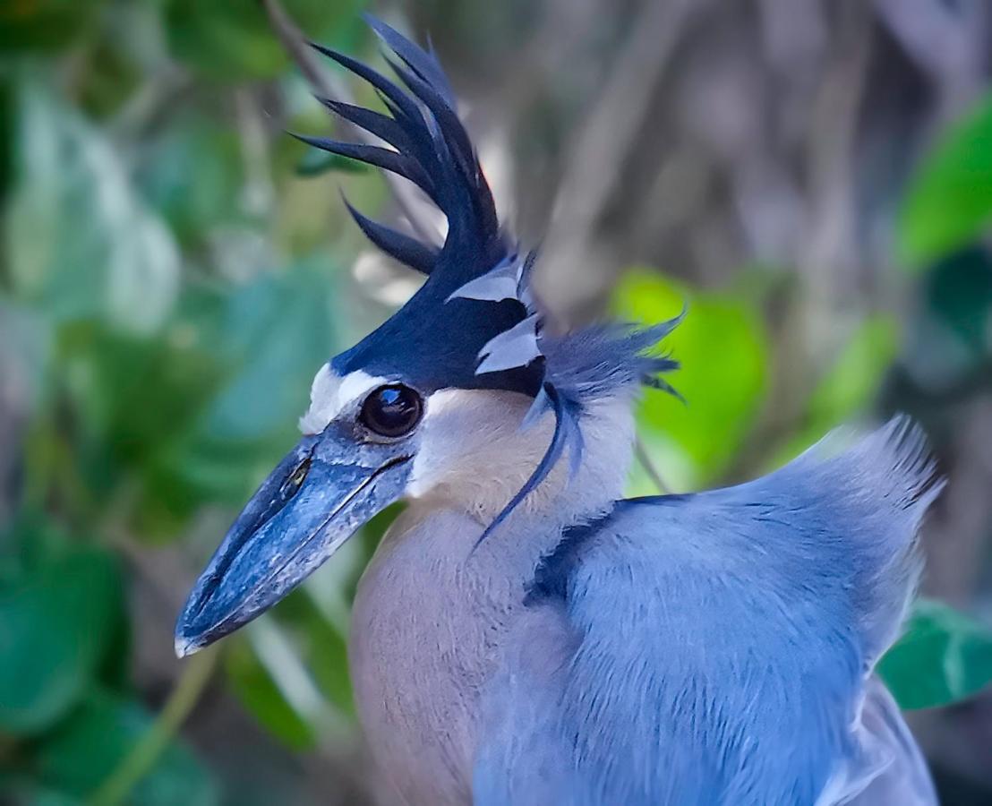 Arte De Plumas Birding Lodge Cartago Bagian luar foto