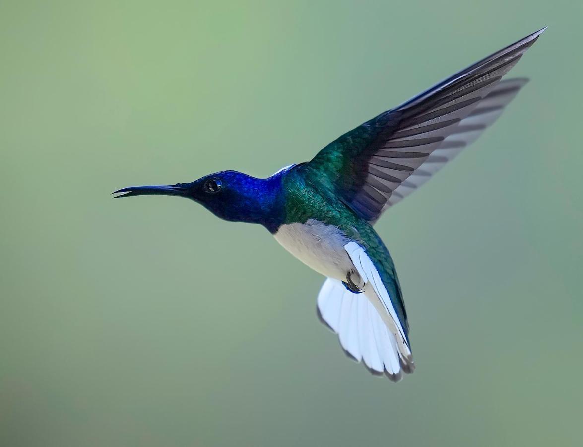 Arte De Plumas Birding Lodge Cartago Bagian luar foto