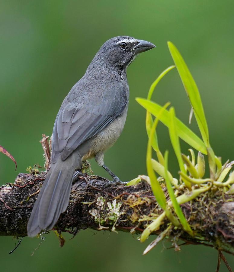 Arte De Plumas Birding Lodge Cartago Bagian luar foto