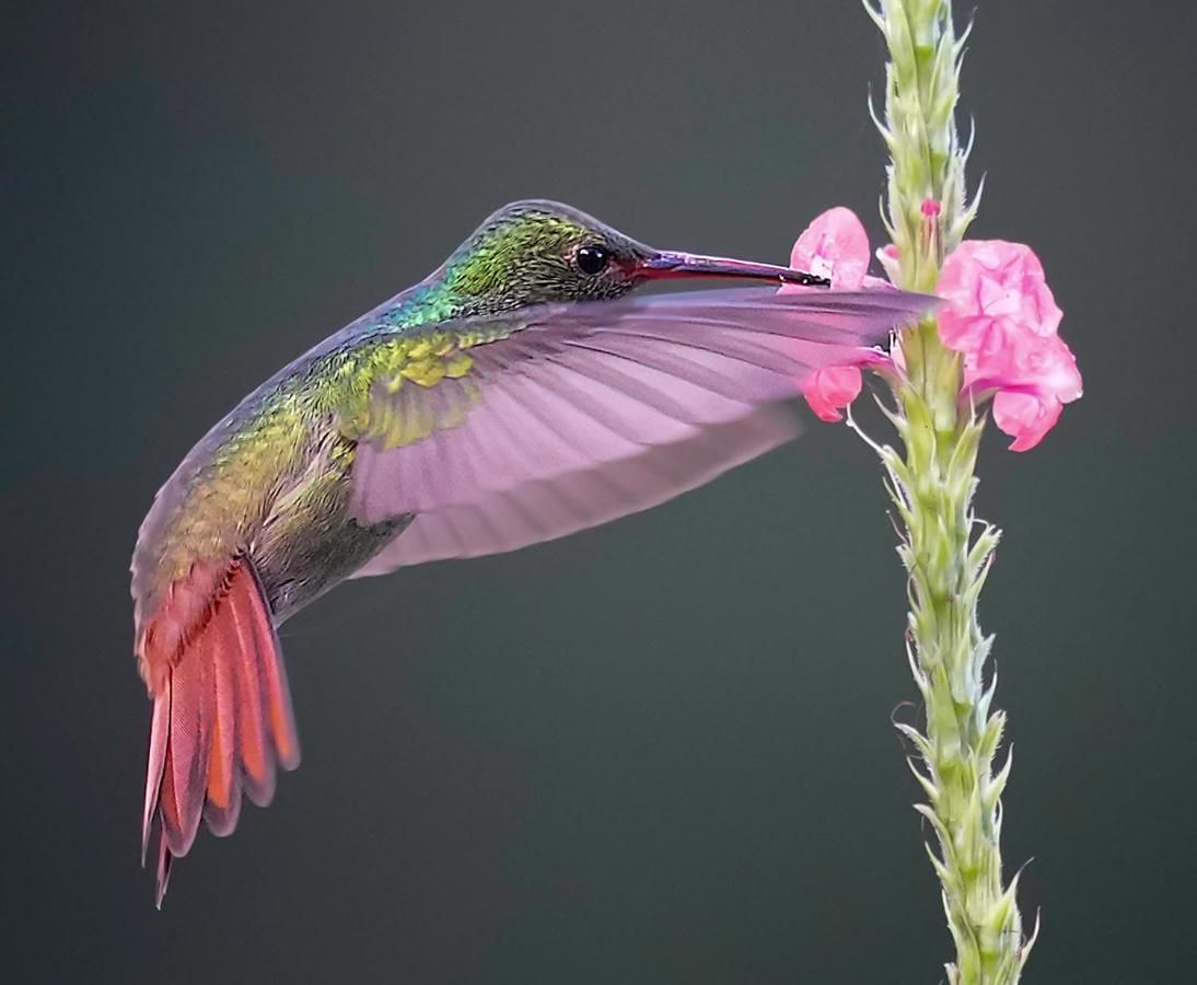 Arte De Plumas Birding Lodge Cartago Bagian luar foto