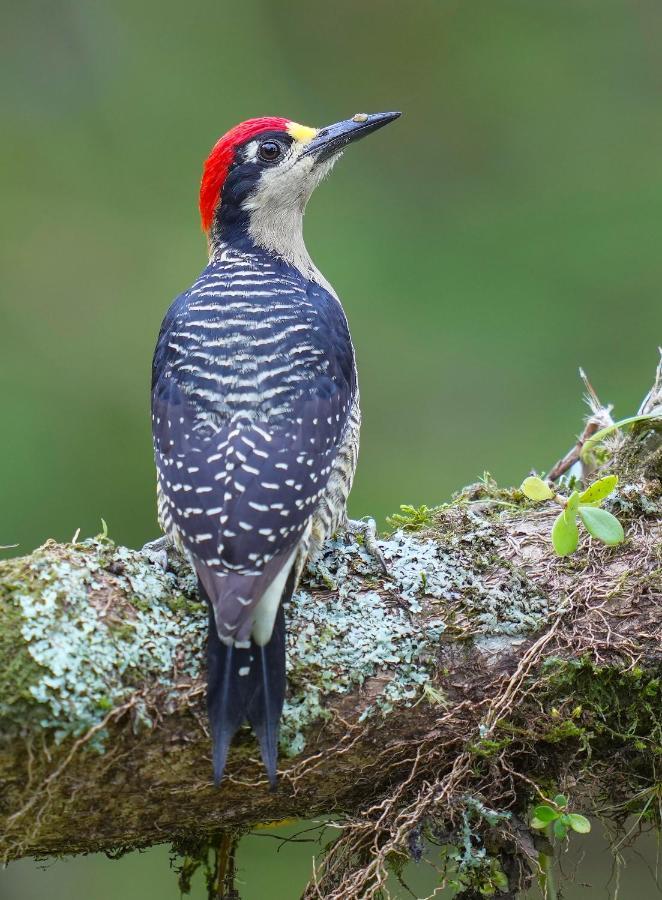 Arte De Plumas Birding Lodge Cartago Bagian luar foto